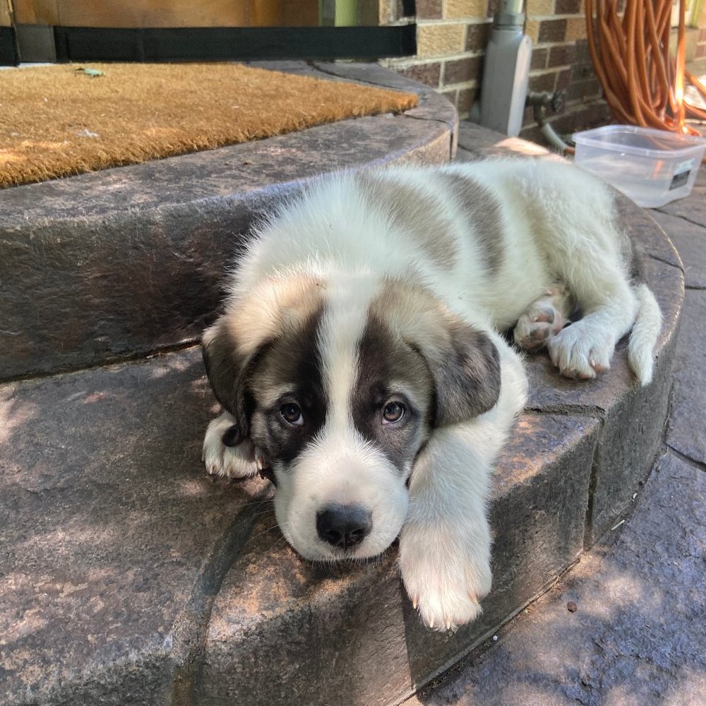 Meet your Posher, Lenny